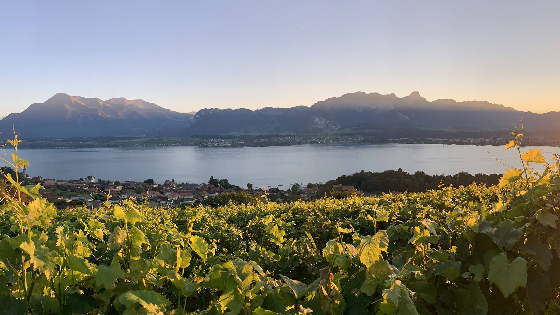 rebbaugenossenschaft-hilterfingen.jpg Foto: Rebbaugenossenschaft Hilterfingen